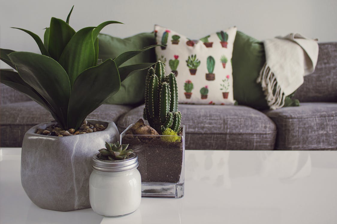 Bloom Botanicals